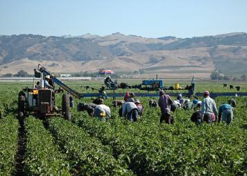 Trabajadores agrícolas cosechando pimientos amarillos en California