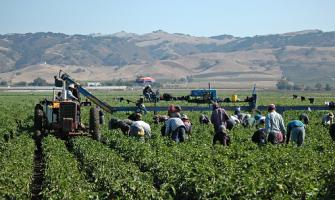 Trabajadores agrícolas cosechando pimientos amarillos en California