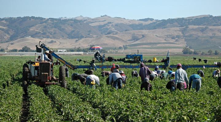 Farm workers harvesting yellow peppers in California