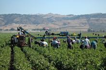 Trabajadores agrícolas cosechando pimientos amarillos en California